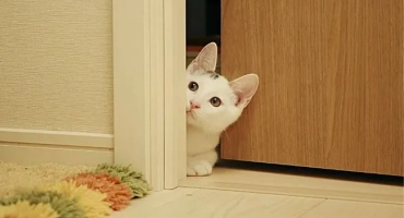 Как да разпознаем котки или да играем?